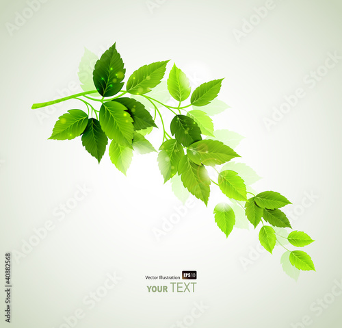 Summer branch with fresh green leaves