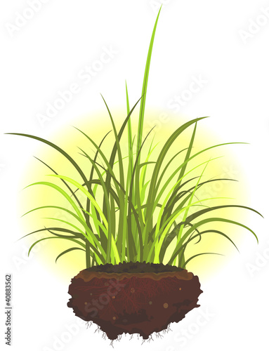 Grass Leaves And Roots