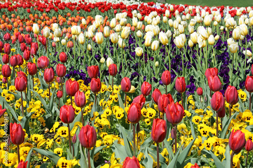 Fototapeta Naklejka Na Ścianę i Meble -  Flowerbed