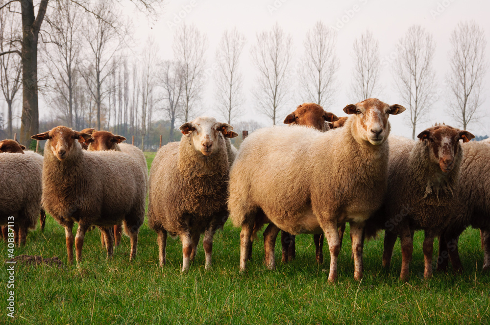 Fototapeta premium Sheep