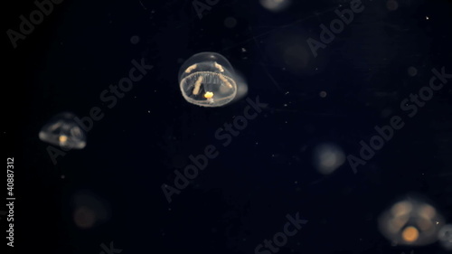 Jelly fishes
