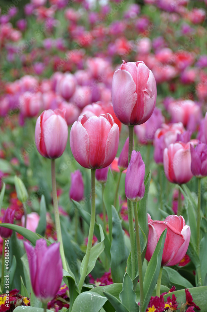 Obraz premium Tulipany 2