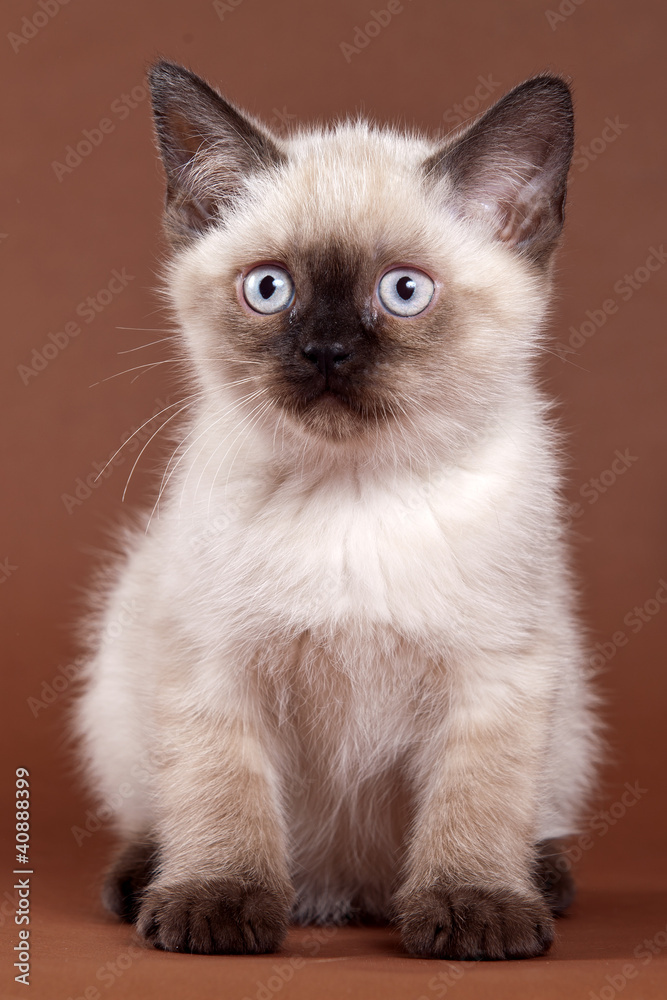 British kitten on brown background