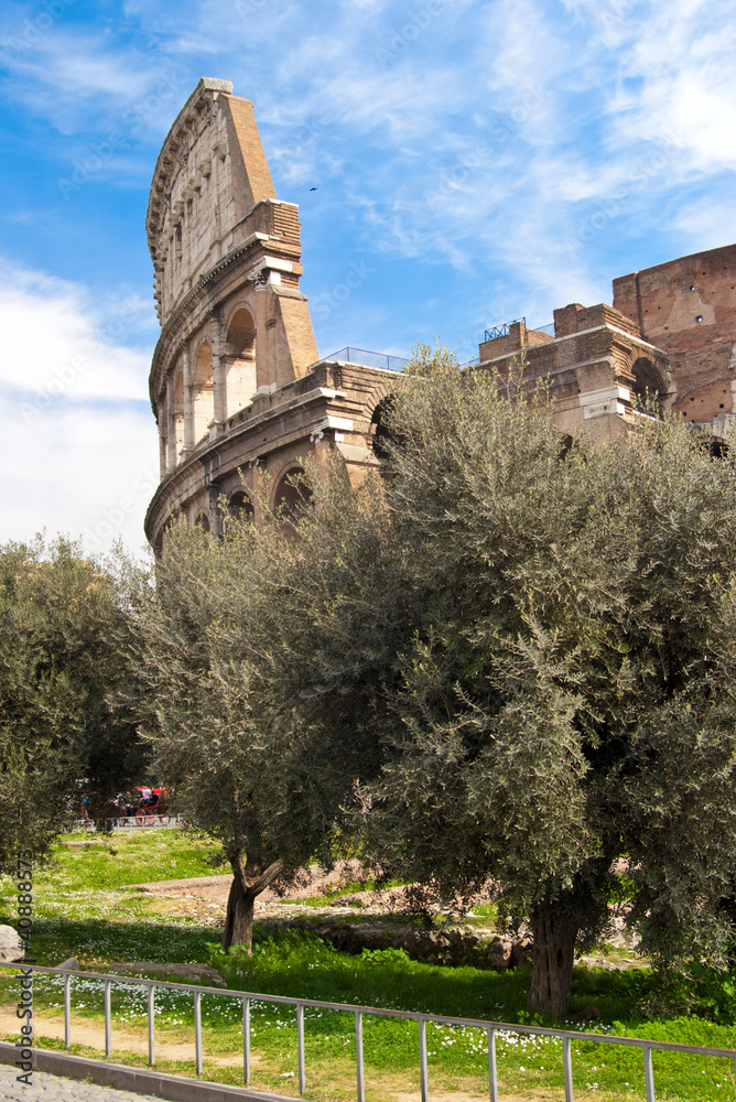 Naklejka premium The Coliseum and olive trees
