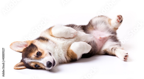 dog breed Welsh Corgi, Pembroke © Oleksii Sergieiev