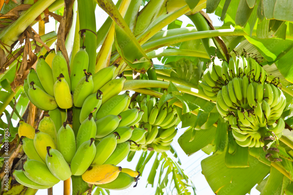 Naklejka premium Banana tree