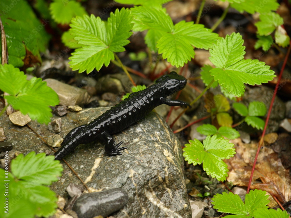 Obraz premium Alpensalamander