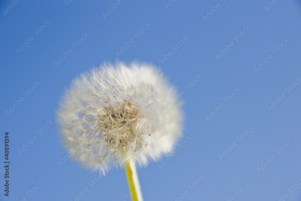 Pusteblume