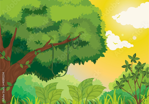Jungle at sunset