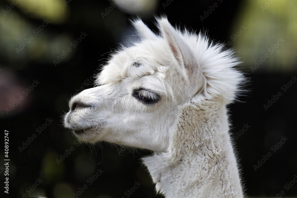Fototapeta premium Lama