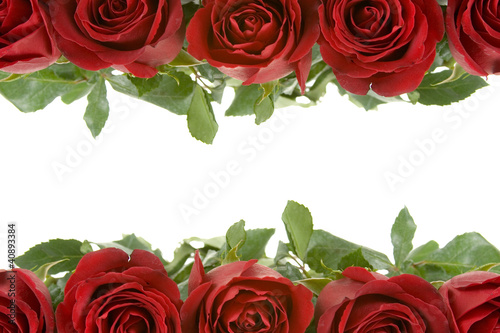 Border of red roses