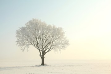 Lonely tree in a field on a sunny winter morning
