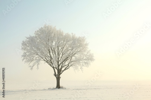 Lonely tree in a field on a sunny winter morning