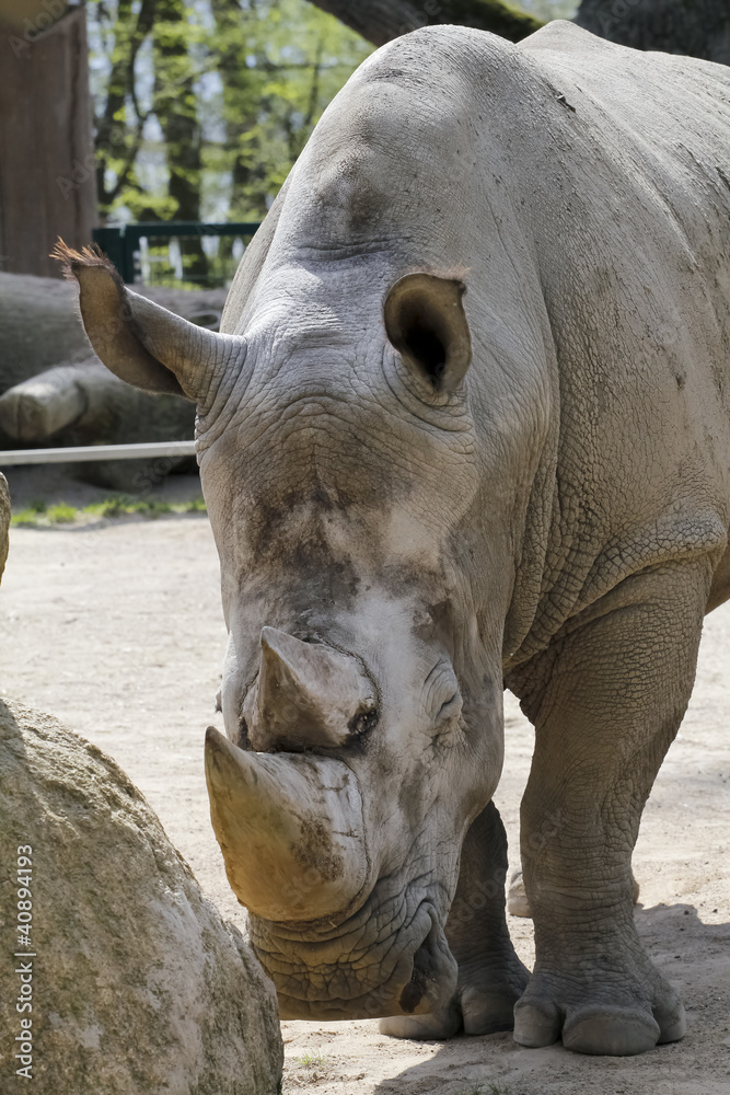 Fototapeta premium Nashorn