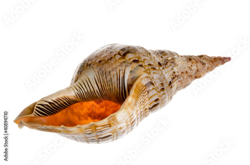 Big seashell - triton's trumpet photo