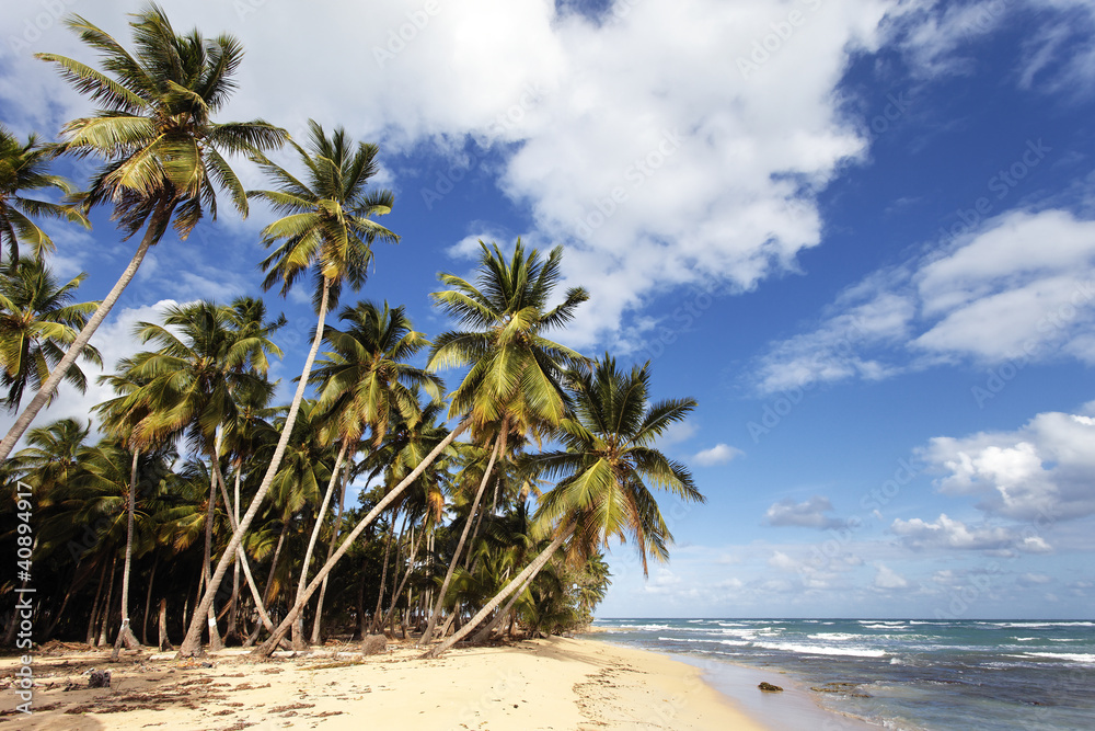 caribbean beach with palm trees