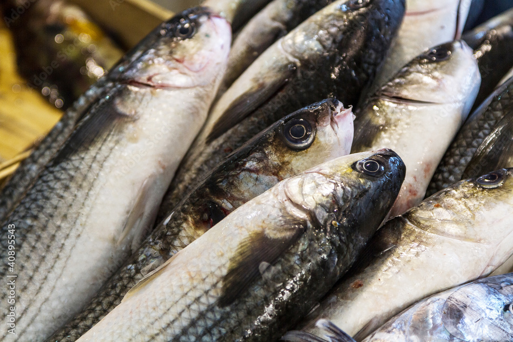 fish fresh fish fresh