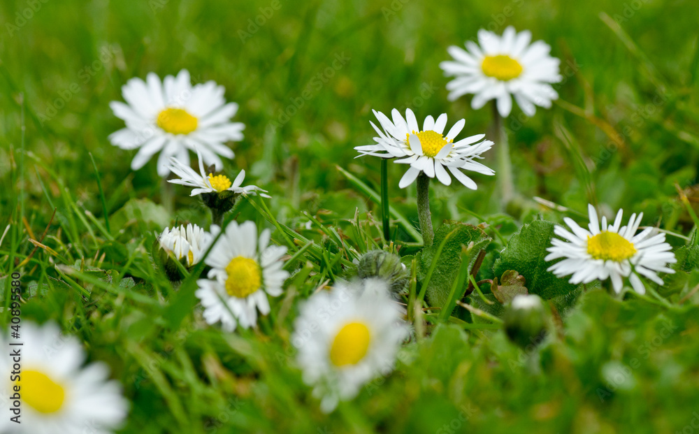 daisies in the lawn