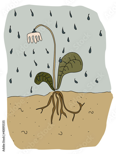 rainy flower