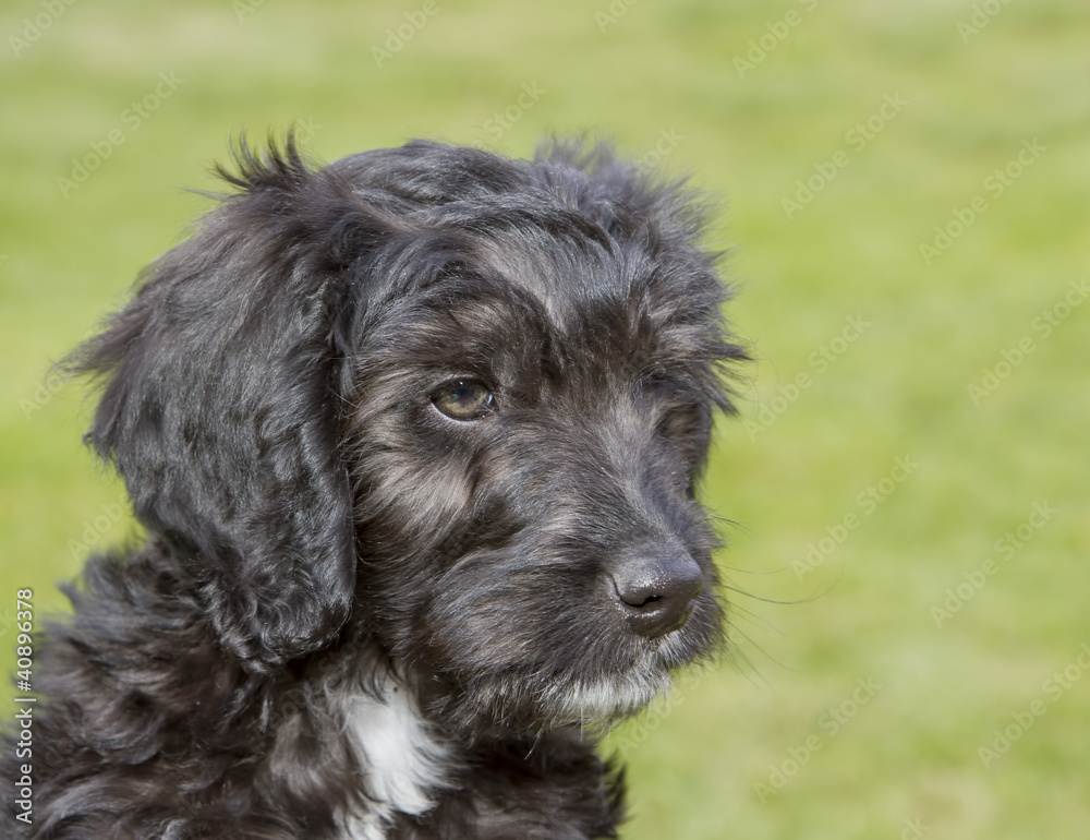 Cockapoo puppy