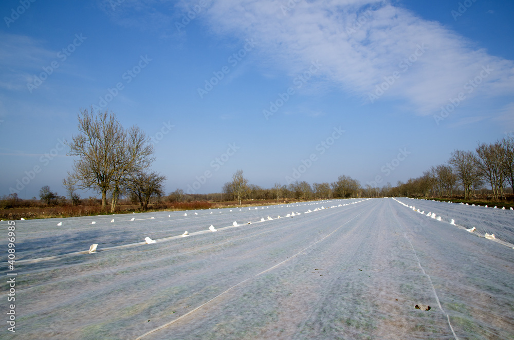 Nonwoven field Nonwoven field
