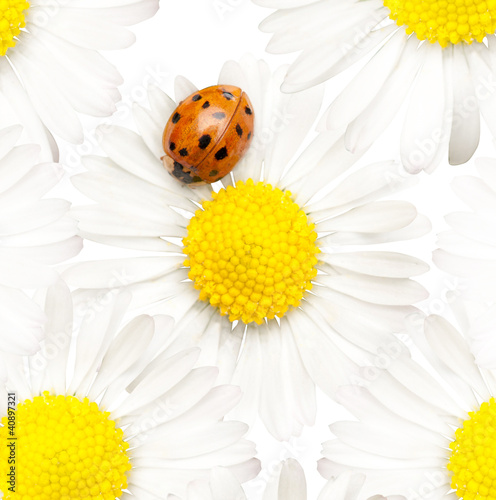 daisy with ladybug