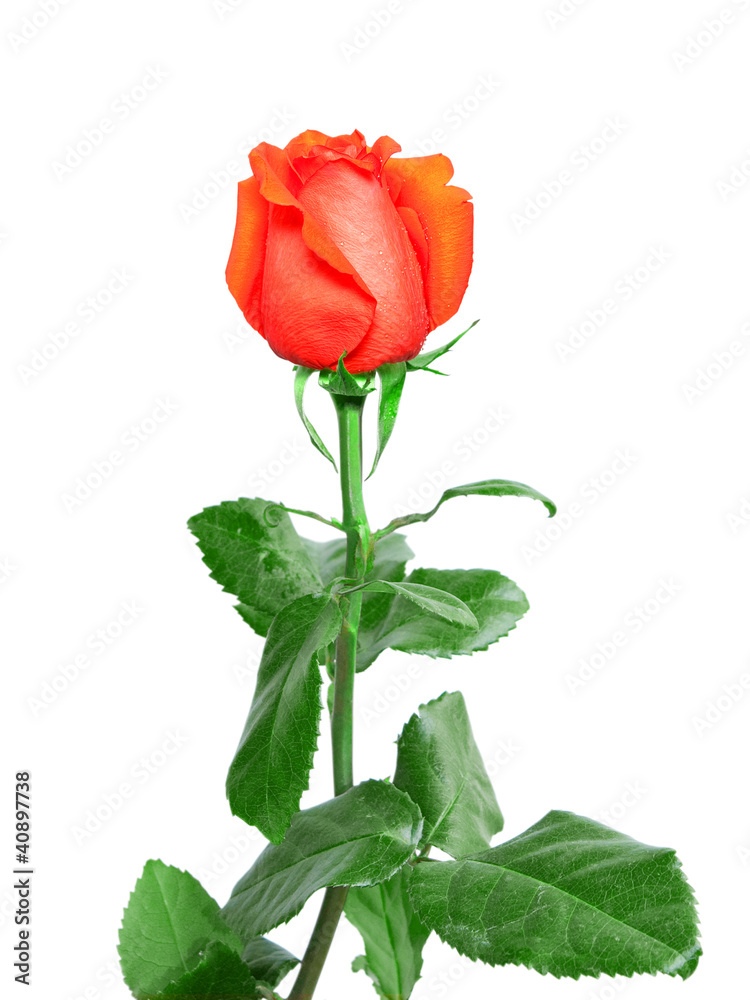 rose isolated on white background rose isolated on white background