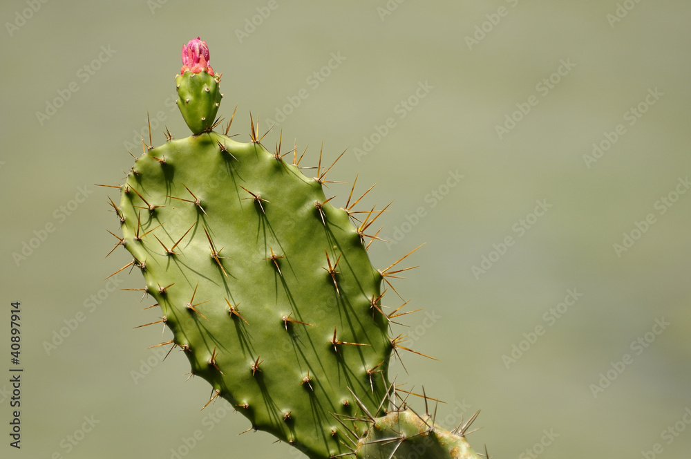 Kaktusblüte Kaktusblüte