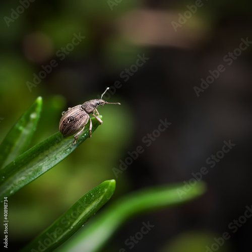 Beetle weevil. Curculionidae