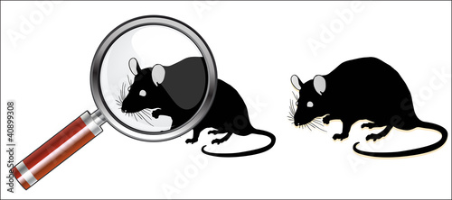 souris à la loupe