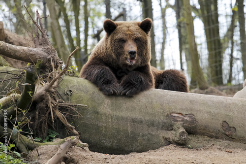 Braun Bär photo