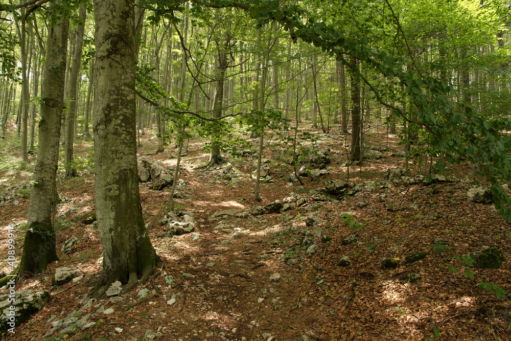 Forest Forest