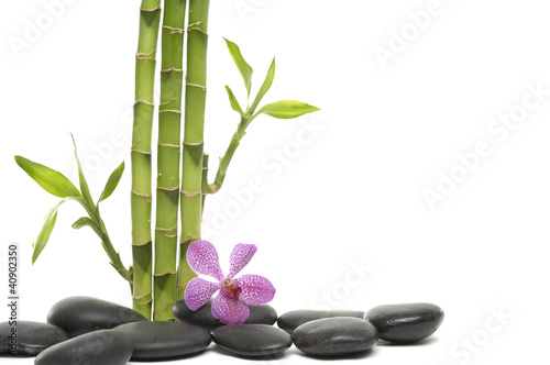 bamboo grove and branch orchid on pebble