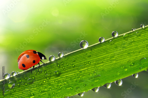 Print op canvas fresh morning dew and ladybird
