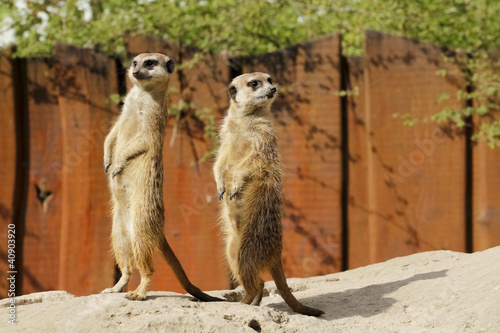 Erdmännchen