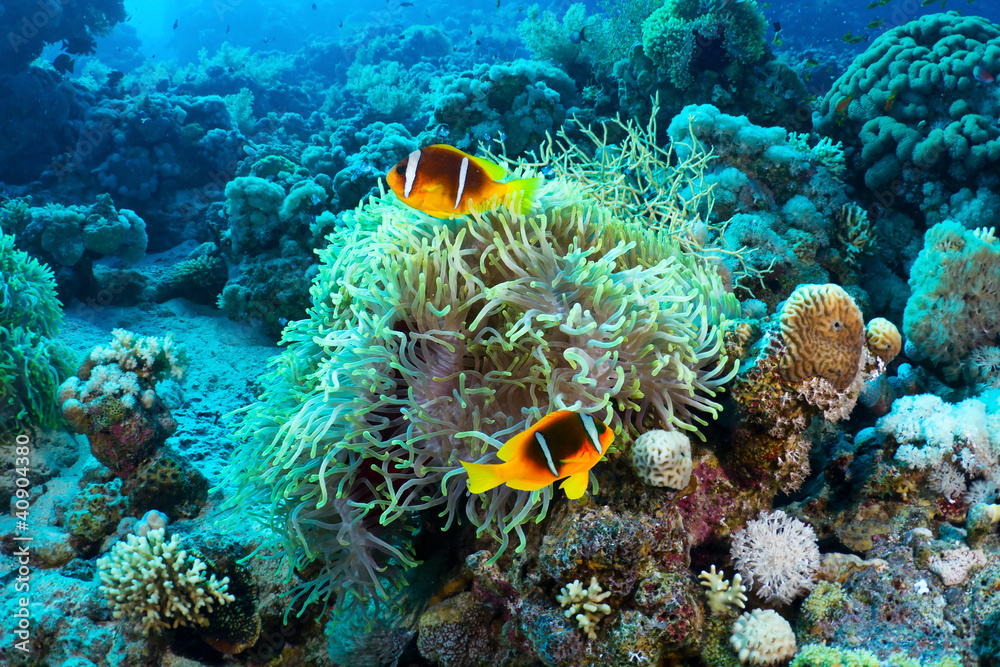 Clownfishes in the Red Sea, Egypt. Clownfishes in the Red Sea, Egypt.