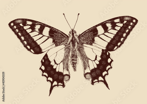 butterfly Swallowtail (Papilio machaon)