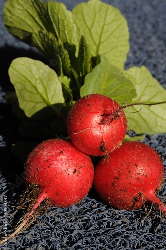 Saxa 2 Radish, freshly picked © Arena Photo UK photo