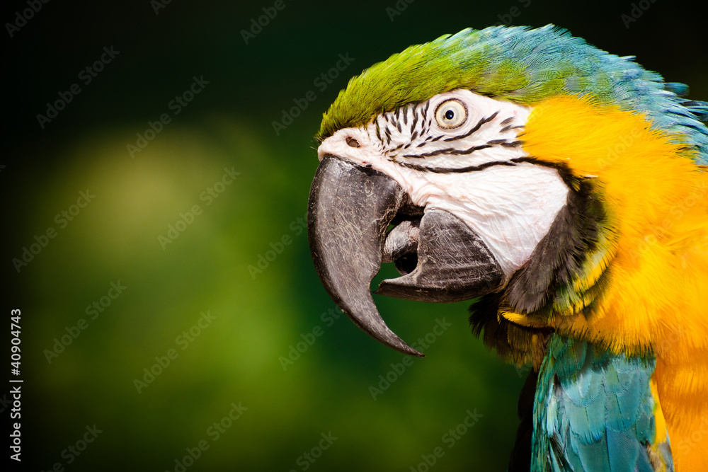 Portrait of blue and gold macaw