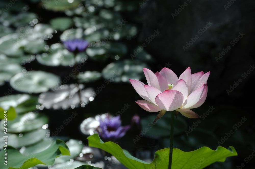 Obraz premium Lotus in Pond