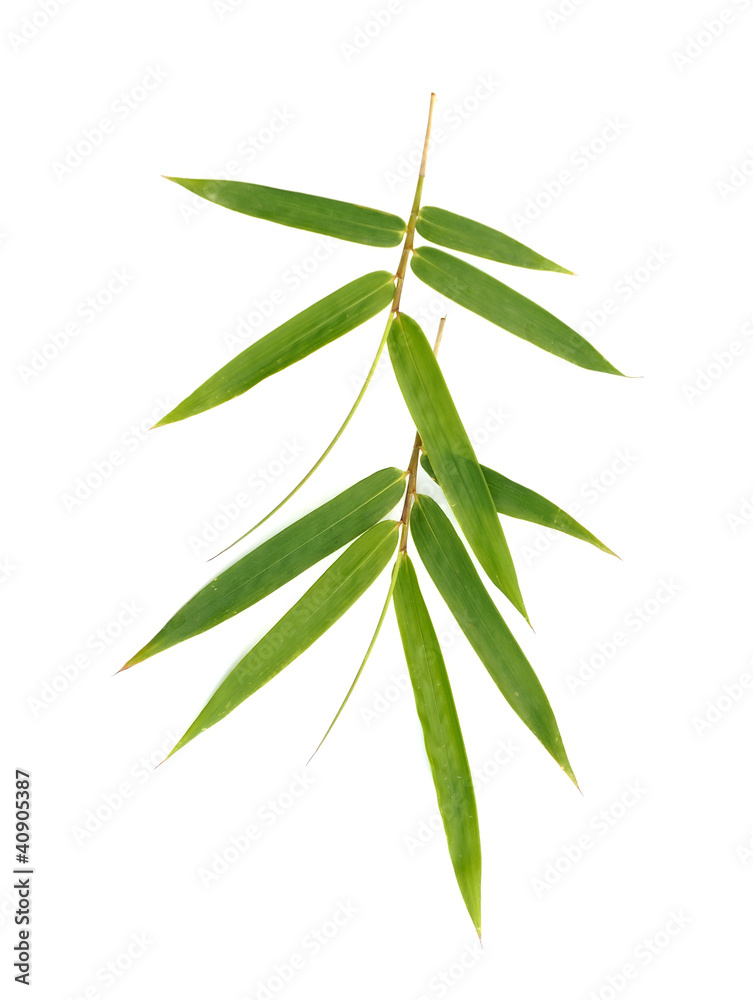 Fototapeta premium Bamboo leaves isolated on white background