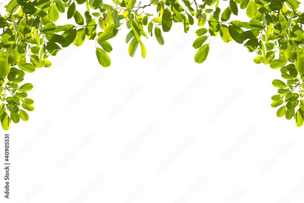 Green leaves on white background