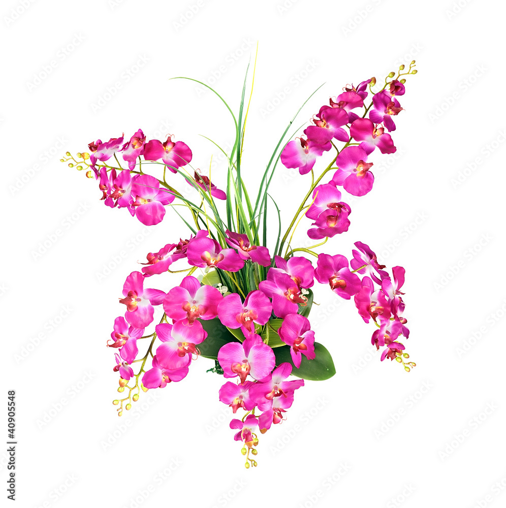 Fototapeta premium beautiful pink orchid flower
