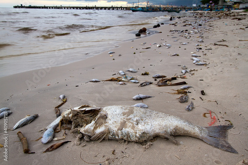 A lot of dead fish on the beach
