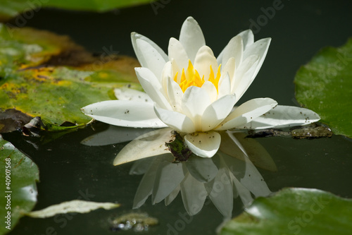 Beautiful Water lily