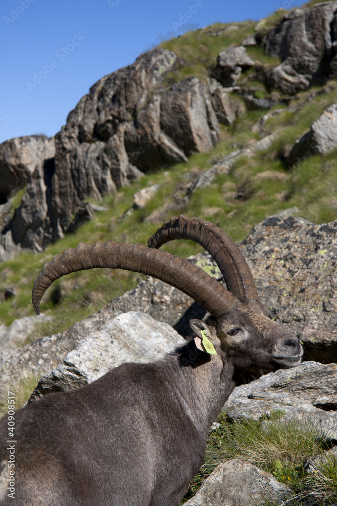 portrait of a male ibex in a pasture