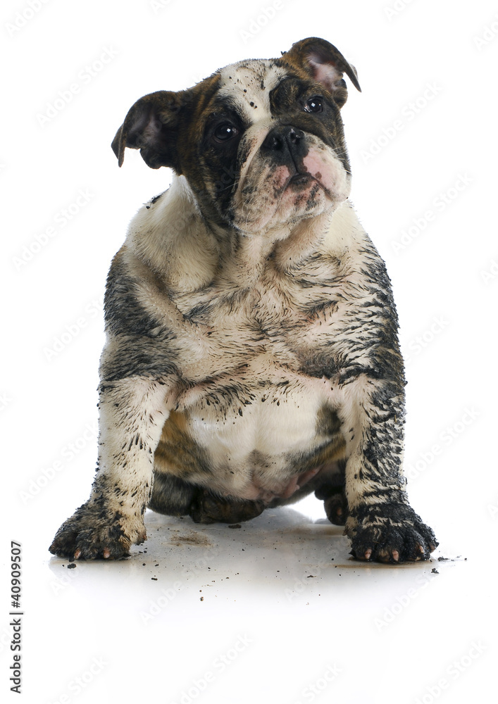 Obraz premium dirty dog