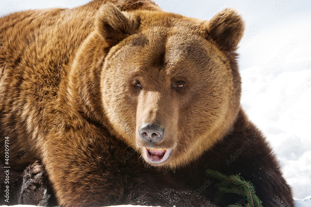 bear  (Ursus arctos)