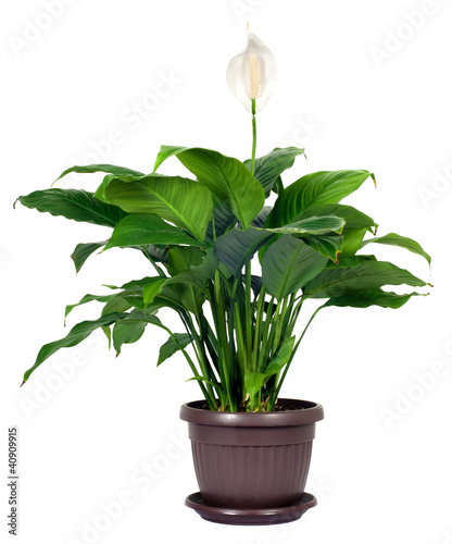 Houseplant - Spathiphyllum floribundum (Peace Lily) photo