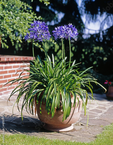 Agapanthus_212480